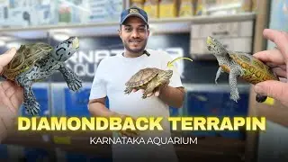 This Turtle Looks Like Art 😳🐢 | Diamondback Terrapin Explained | Karnataka Aquarium