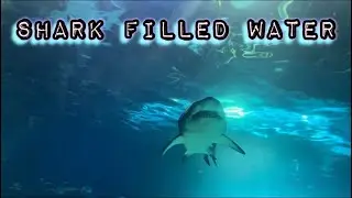 Sharks, stingrays, exotic fish, an eel and more, in Toronto, Ontario, Canada 🇨🇦