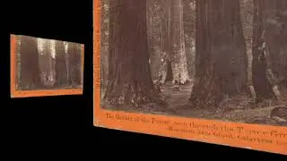 (VR 3D image) Mammoth Tree Grove, Calaveras CA ~1870