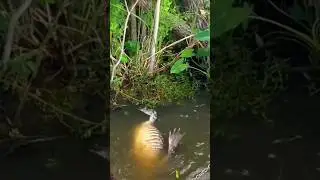 Buaya vs Belut Listrik 😲 ⚡ Subscribe nya slur