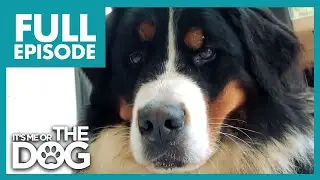 Bernese Mountain Dogs Out of Control! | Full Episode | It's Me or The Dog