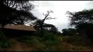 Monkey's Sound Alarm of Leopard in Camp