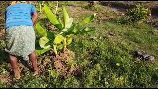 JACK FRUIT NURSERY PLATING AT FARM.