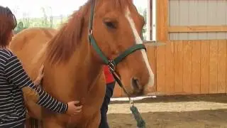 Reiki with Horses