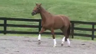 Rowan 2009 Hanoverian mare by Rienzi x Donnerhall