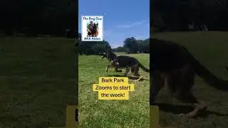 #barkpark #privatedogpark #doglife #doglovers #k9life #dogtraining #portelizabeth #thedogguy