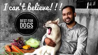 Homemade food for dog #Huskydiet #siberianhuskyfood #dogfoodvshomemadefood. #huskydogvideo #doglover