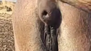Breeding Morgan Horses 