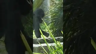 Kaius being very independent #mogozoo #Kaius #gorillas