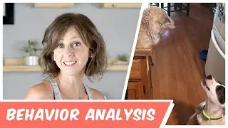 Dog Behavior: A Curious Dog & A Cautious Cat