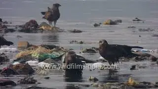 Black Kites over polluted Yamuna river on winter morning