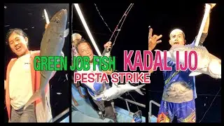 Mancing Ikan Kurisi Ijo dgn Umpan Cumi Hidup, Gacor Abis!!