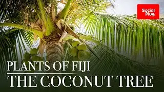 PLANTS OF FIJI &ndash; THE COCONUT TREE