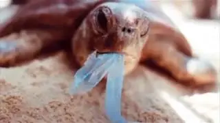 Anti Plastic Campaign