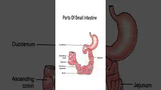 Parts of the Small Intestine &ndash; Anatomy Diagram