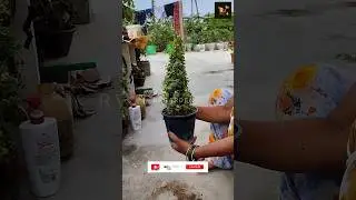 आज अपनी छत पे #jade पौधे से बनाई Pyramid की आकृति में topyori तैयार की। #short #shorts #bonsai