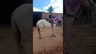 &eacute;gua Crystal Fury diamond #cavalo #cavalos