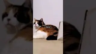 The Jealous Cat: A Tale of Love and Acceptance by cartoon's hub