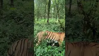Royal Bengal tiger in Bengal safari Siliguri #bengalsafari #royalbengaltiger #siliguri #sikkim