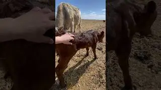 Good cow, nice heifer! #ranching #calving #womeninag