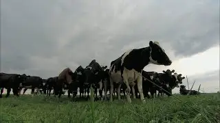 Benefits of Rotational Grazing (MU Extension)