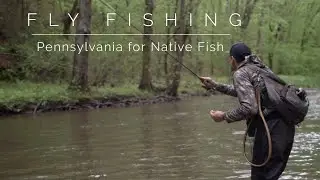 Spinner Fall Success on PA's Class A Streams | Fly Fishing Clinton & Lycoming County