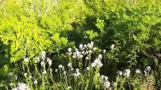 Delphinium (larkspur) - Common Western Maryland Wildflower