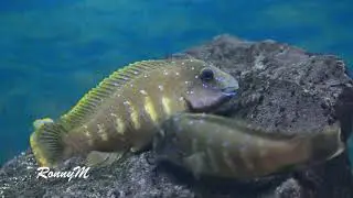 WC Eretmodus cyanostictus Kasanga spawn
