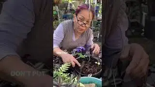 Как мама сажает длинную фасоль из семян! #семя #длиннаяфасоль #фасоль #городскойсад #шорты