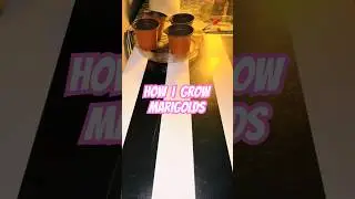 How I grow marigolds from seed🌿