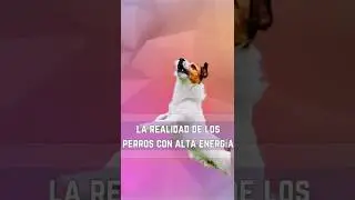 Te han dicho que t&uacute; perro tiene mucha energ&iacute;a? mira lo que pasa en realidad #adiestramientocanino