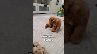 8 weeks to 1.5 years Poochon puppy transformation #dog #pets #puppy