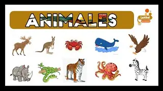 Vocabulario de Animales en Español Parte 2 #español #new #follow #like #trending #idiomas #language