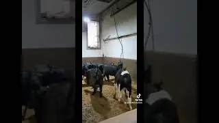 farm 🚜 in Montreal Canada 🇨🇦 # tiktok #Punjab
