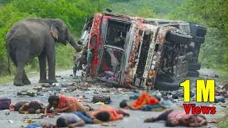 Sires Of  World Elephant Attack 2026.