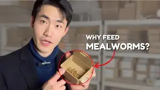 Why Mealworms?