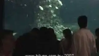 Valencia Oceanarium - Part 1