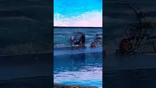 Seal Show Dubai Dolpharium