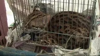 Golpe al mercado negro de especies protegidas en Tailandia