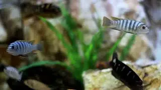 Scrects of the sea.Beauti of fish and occasion Scrects of the sea.Beauti of fish and occasion 🥰🥰🥰