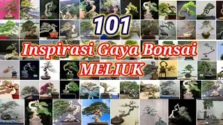 Inspirasi Bonsai gaya Meliuk (Bonsai Meliuk-liuk)