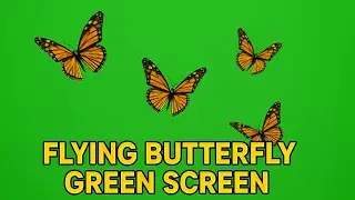 flying butterfly green screen video free download