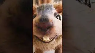 Licking Squirrel 👅🐿 #squirrel #petz #egofilm