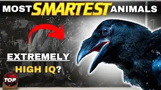 Top 10 Smartest Animals - 10 Most Intelligent Animals in the World