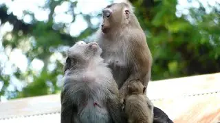 Wow! Monkey Rose Talking With Brianna Show Funny Gesture || AnimalsShelterSR