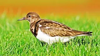 Ruddy Turnstone Call Arenaria interpres Curious Behavior Rola-do-mar