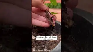 UFO plant propagation 🛸🌿 #plantmom #propagation #houseplants