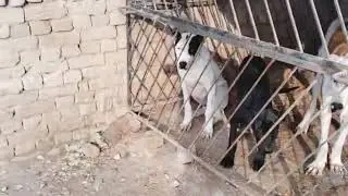 Pet bully dog in pak vs usa