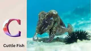 Sea Animals ABC Song for Kids | Learn Alphabet Letters with Nursery Rhymes