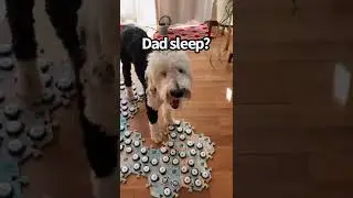 Always keeping tabs on us #smartdog #talkingdog #sleepy #bunnythedog #foryou